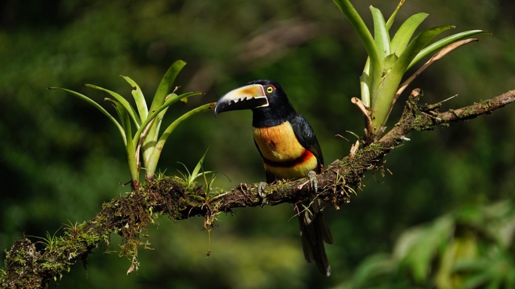 Un pájaro raro sentado en una rama de la selva.