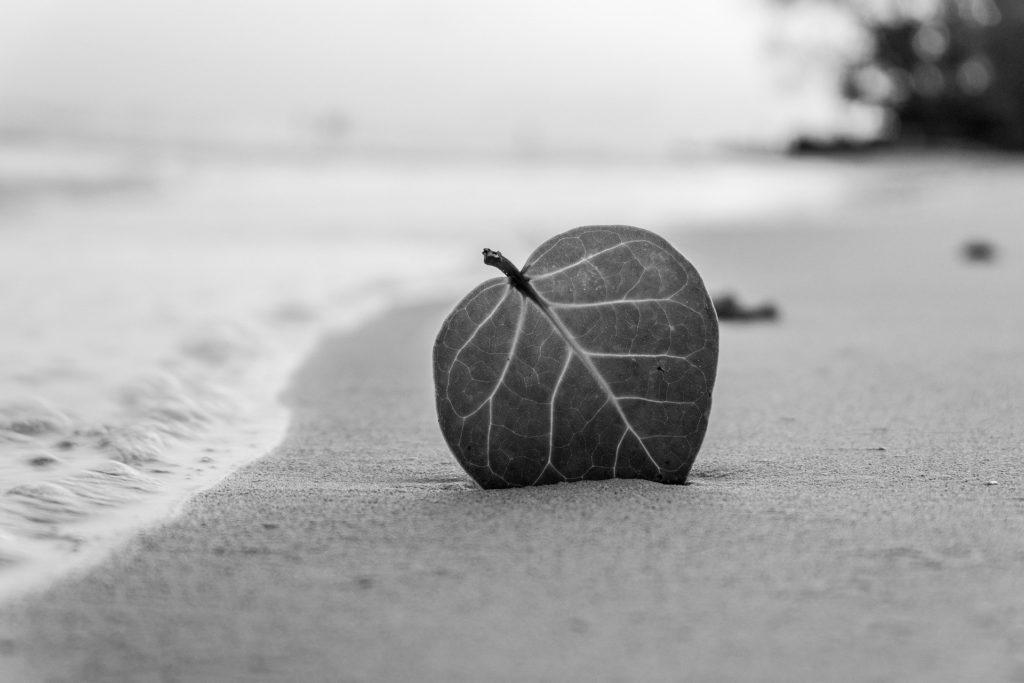 Una hoja tendida en la playa (blanco y negro)