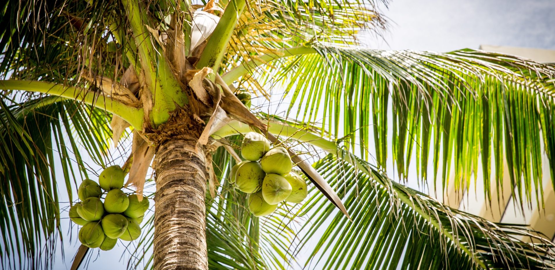 Palme mit Kokosnüssen mit der Sonne im Hintergrund